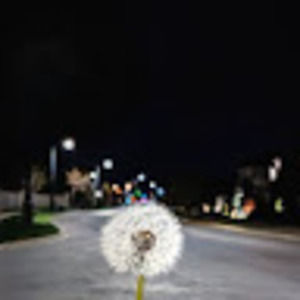 Meet your Posher, Basil